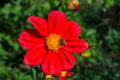 Bee on red georgina pollinates a flower. Royalty Free Stock Photo