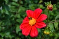 Bee on red georgina pollinates a flower. Royalty Free Stock Photo