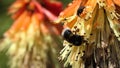 Bee on a Red Hot Poker Kniphofia in full bloom in garden