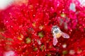 Bee on red Pohutukawa flower, macro close up with shallow depth Royalty Free Stock Photo