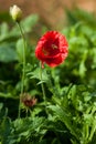 Bee in a red poppy flower Royalty Free Stock Photo