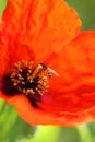 Bee on red poppy on nature