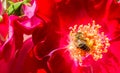 Bee on a red rose in the garden. Royalty Free Stock Photo