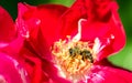 Bee on a red rose in the garden. Royalty Free Stock Photo