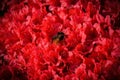 Bee in a red storm of flowers
