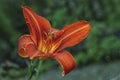 Red tiger lily flower Royalty Free Stock Photo