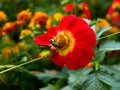 Bee on the red yelow flower Royalty Free Stock Photo