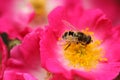 A bee on a redbush Royalty Free Stock Photo