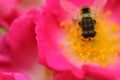 A bee on redbush Royalty Free Stock Photo