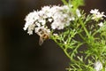 Bee resting on a white flower ready to pollinate Royalty Free Stock Photo