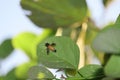 A bee resting on a green leaf to escape the heat in the garden Royalty Free Stock Photo