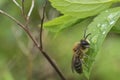 Bee Resting on Leaf with Water Droplets Royalty Free Stock Photo