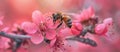 Bee Resting on Pink Flower Royalty Free Stock Photo