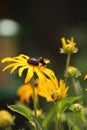 Bee resting on Rudbeckia cone flower outdoors Royalty Free Stock Photo