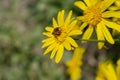 A bee resting on a yellow daisy on sunny spring day Royalty Free Stock Photo