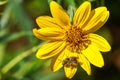 Bee resting on a yellow wildflower, California Royalty Free Stock Photo