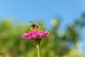 Bee resting on a Zinnia plant