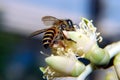 BEE role in pollination