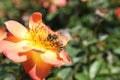 Bee on a rose flower