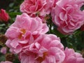 A bee on a rose Gertrude Jekyll rose in a city park of Rome in Italy.