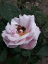 Bee Rose