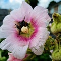 Bee Rose Stockrose Garden Netherlands