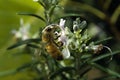 Bee on Rosemary flower Royalty Free Stock Photo