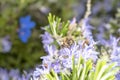 bee on rosemary flower,