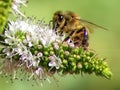Bee on Rosemary Flower