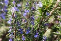 Bee on Rosemary in flower Royalty Free Stock Photo