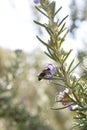 Bee on the rosemary flower Royalty Free Stock Photo