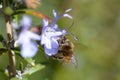 Bee on Rosemary flower Royalty Free Stock Photo