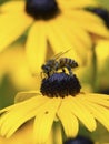 Bee on a Rudibeckia Flower Royalty Free Stock Photo