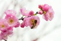 Sakura blossom and bee pollinating flowers close-up Royalty Free Stock Photo