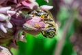 bee sat on a flower bud Royalty Free Stock Photo