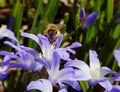 Bee on scilla springflower collecting pollen