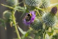 Bee on a Scottish thistle, flowering in Scotland