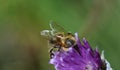 A bee searches for food in the flower of a chive plant