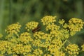 Bee searching for pollen in the yellow flowers of rapeseed plant.. Royalty Free Stock Photo