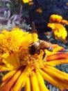 A bee seating on beautiful yellow colour flowers Royalty Free Stock Photo