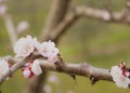 Bee seeks nectar of cherry blossoms.