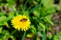 A bee is seen busily pollinating a yellow dandelion in a lush green field