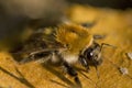 Bee. Selective focus, shallow depth of field.