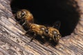 The bee that serves the entrance to its nest Royalty Free Stock Photo