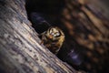 The bee that serves the entrance to its nest Royalty Free Stock Photo