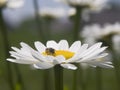 Bee on a Shasta Daisy Royalty Free Stock Photo