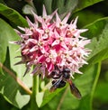 Bee on a Showy Milkweed Bloom Royalty Free Stock Photo