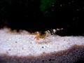 Bee shrimp (Caridina cantonensis) Royalty Free Stock Photo