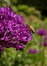 Bee on side of allium flower Royalty Free Stock Photo