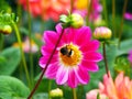 Bee on a Single Peony pink and white Dahlia with broad and flat petals and green bokeh leaf background